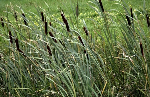 OakReed