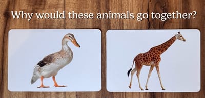 Why would a giraffe and duck go together?