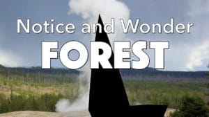 Notice, Wonder: Forest