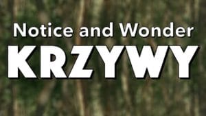 Notice, Wonder: Krzywy Las