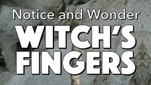 Notice, Wonder: Witch’s Fingers