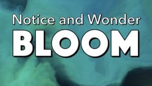 Notice, Wonder: Bloom
