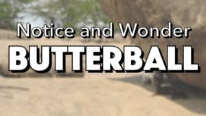 Notice, Wonder: Butterball