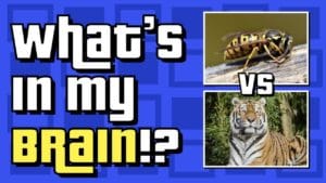 Concept Attainment: Hornet vs Tiger