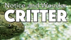 Notice, Wonder: Critter