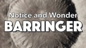 Notice, Wonder: Barringer