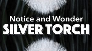 Notice, Wonder: Silver Torch