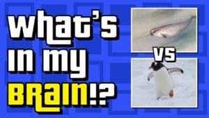 What’s In My Brain: Narwhal vs Penguin