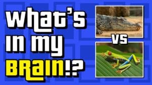 What’s In My Brain: Crocodile vs Tree Frog