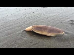A Clam Burrows Into Sand