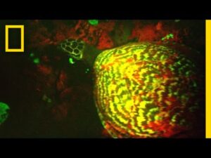 A Glowing Turtle