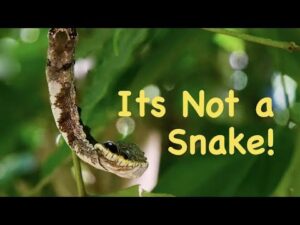 Snake, Stick, or Caterpillar?