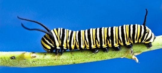 caterpillar caterpillar